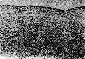 ��ʪ������Ĥ��