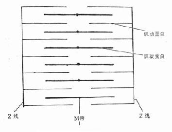 �ļ���ά�ṹģʽͼ