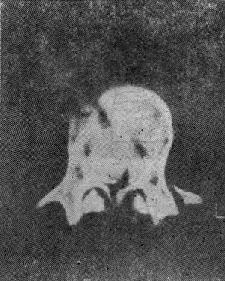 ׵�����й���