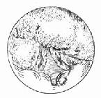 ��ճĤ����