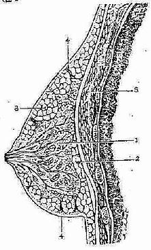 �������ٵ�ʸ״����