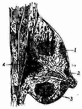 �鷿ŧ�׵Ĳ�ͬ��λ