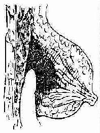 �鷿�ŧ�׵�����