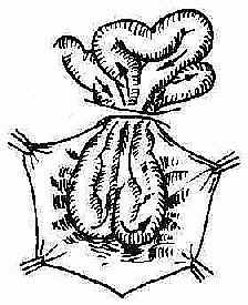 ������Ƕ��