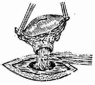 �����������г�