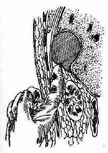 ����ŧ�׾�����������