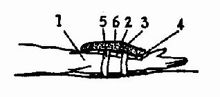 ����ʱ�缫�ķ���