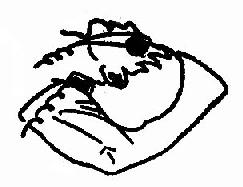 ��һ����