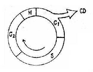 ϸ����ֳ����