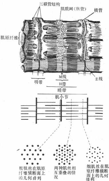 ������ϸ���ļ�ԭ��ά�ͼ���ϵͳ