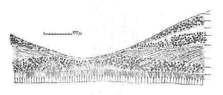 �ư����İ�����ͼ