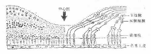 �ư����İ��߱�ͼ����룩����Ԫ��ϵʾ��ͼ���Ұ룩