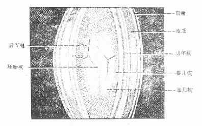 �����ѧ����