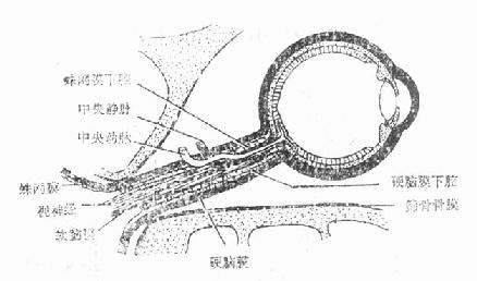 ������Ĥ����Ĥ�Ĺ�ϵ