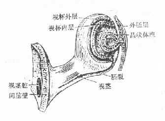 �߳�7.5����