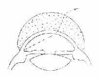 ֱ�ӷ��Ǿ�������ʽ��