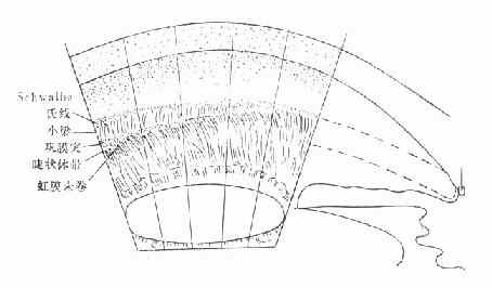 Scheie���Ƿ��෨