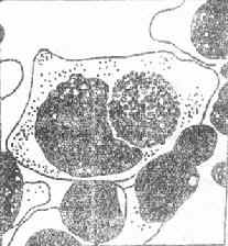 ��Ĥ��Ƥϸ���ڵ�ɳ�۰�����