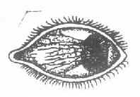 ��״����