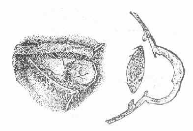 ȫ��Ĥ������