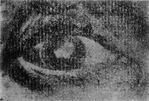 ����Խ�Ĥ��