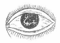 ��֦״��Ĥ��