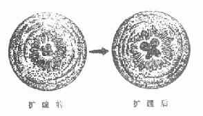 ��Ĥ��ճ��ɢͫǰ��