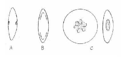 �����԰�����