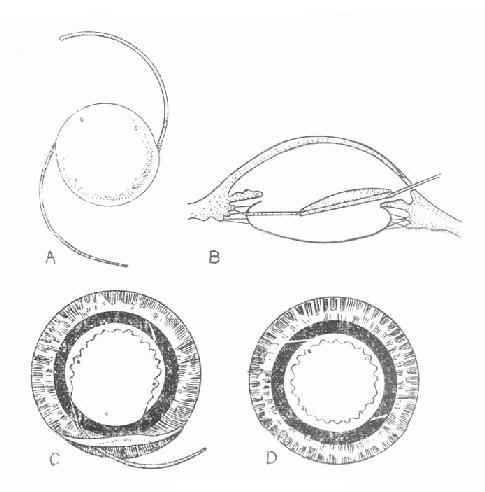 �˹�����ֲ����