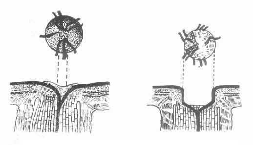 �������������ͷ�ı�