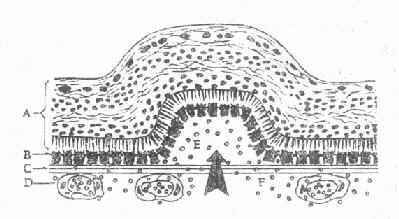 ɫ����Ƥ����ʾ��ͼ