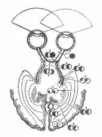 ��·������Ұ�ı�ʾ��ͼ