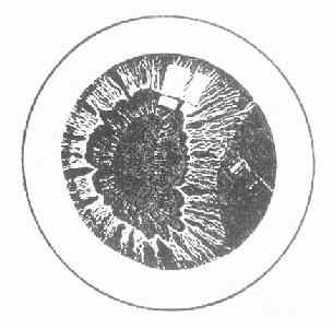 ��Ĥ�������