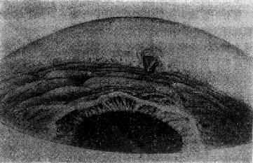 ǰ��������