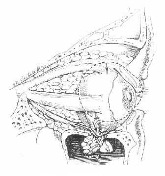 �����Կ��ǹ���