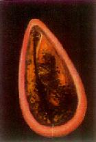 ή���Ա���