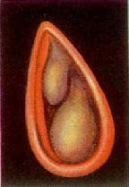 ��Ӧ�Ա���