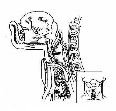 ����Ĥ�п���