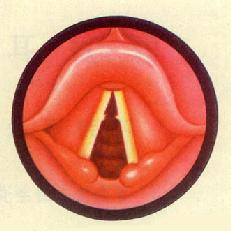 ����С��