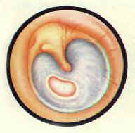 ���Ի�ŧ���ж��� ���Ų�������С����?