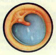 ��Ĥ����