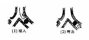 ��ȫ�������ͣ�����β��ţ�